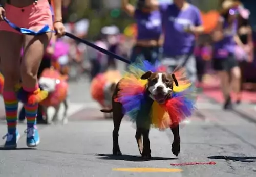 pride pet parade
