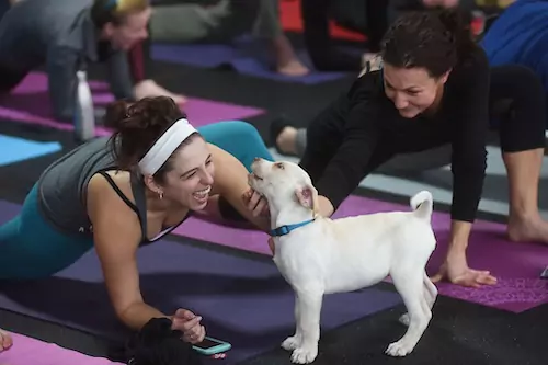 puppy yoga event