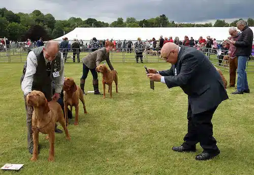 hosting a dog event