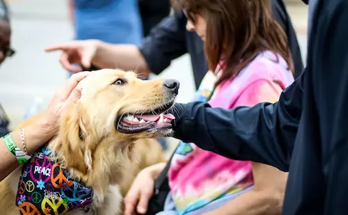 hosting a dog event