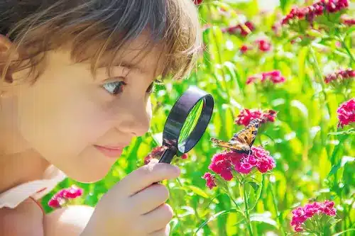 butterfly watching activity for summer