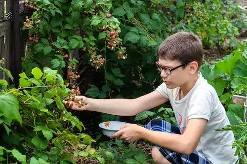 berries picking activity at a farm